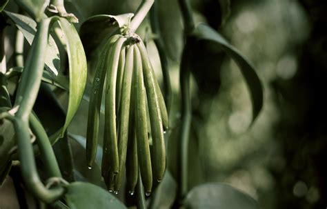 vanilla planifolia chanel